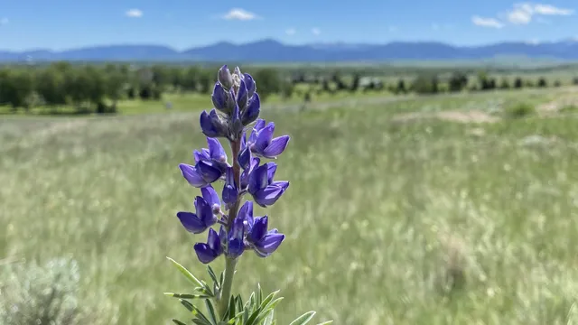 Lupine wildflower with mountains behind it in Montana