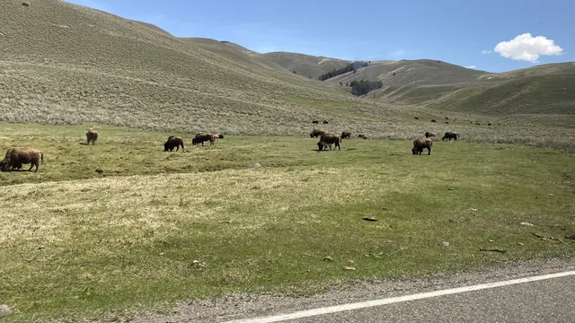 Bison herd grazing on rolling Montana hills