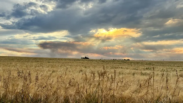 Golden wheat field under a stormy Montana sky